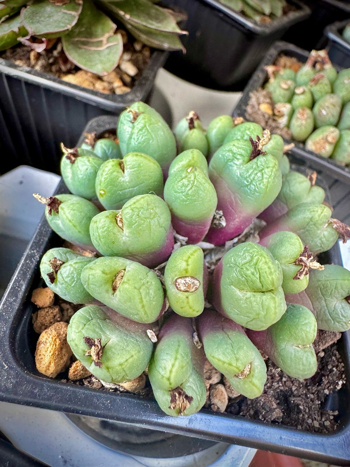 Conophytum Auriflorum