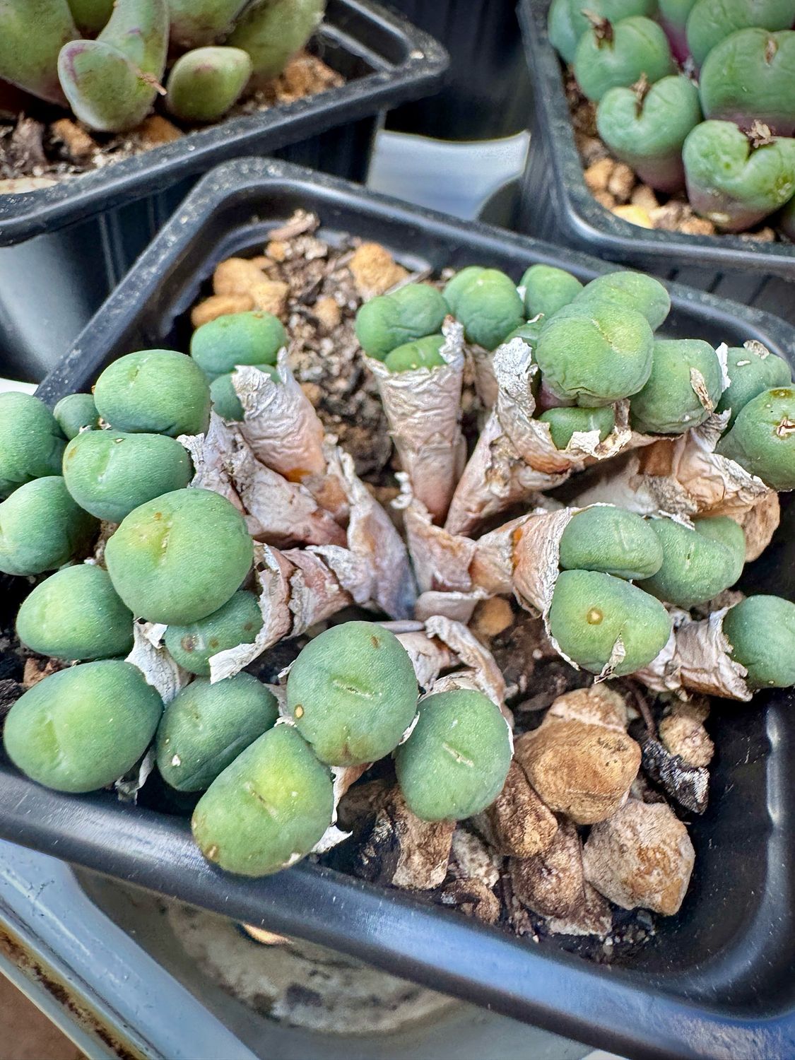 Conophytum Flavio sp novicium