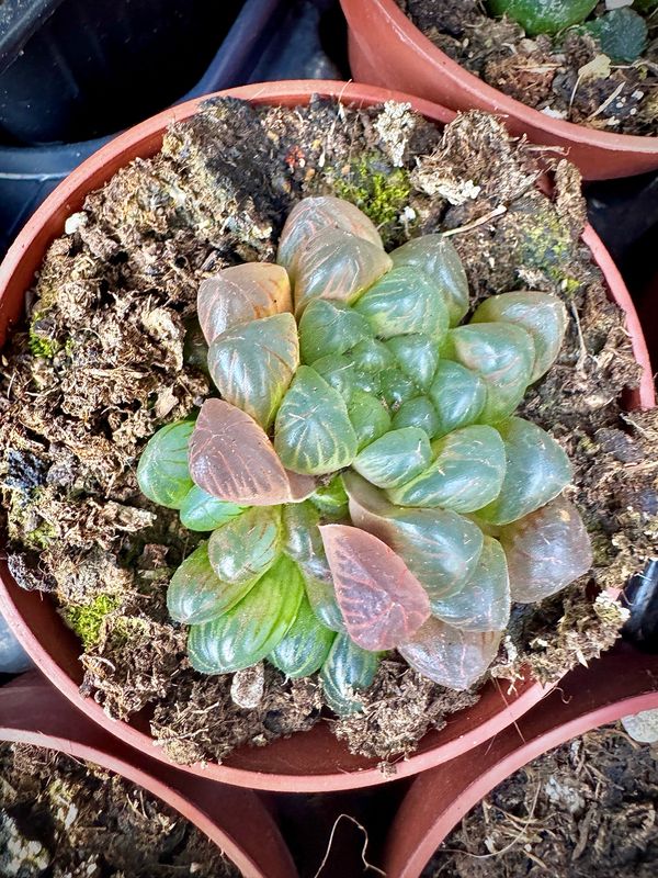 Haworthia cooperi var Truncata