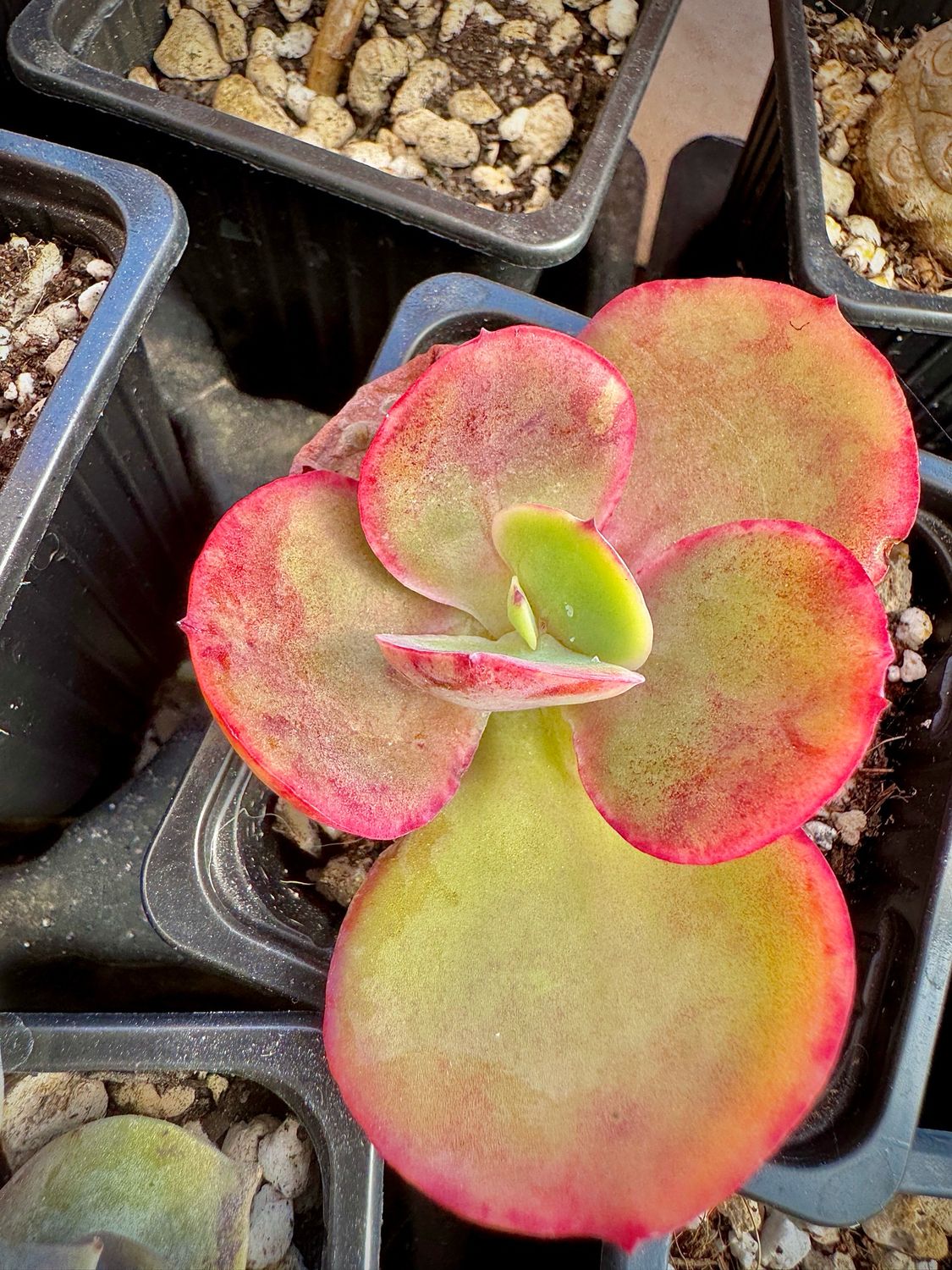 Echeveria Pallida