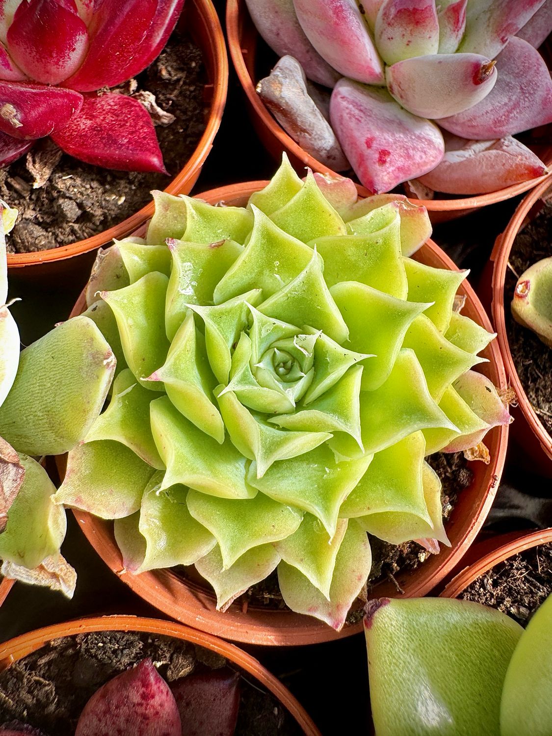 Echeveria Gilo
