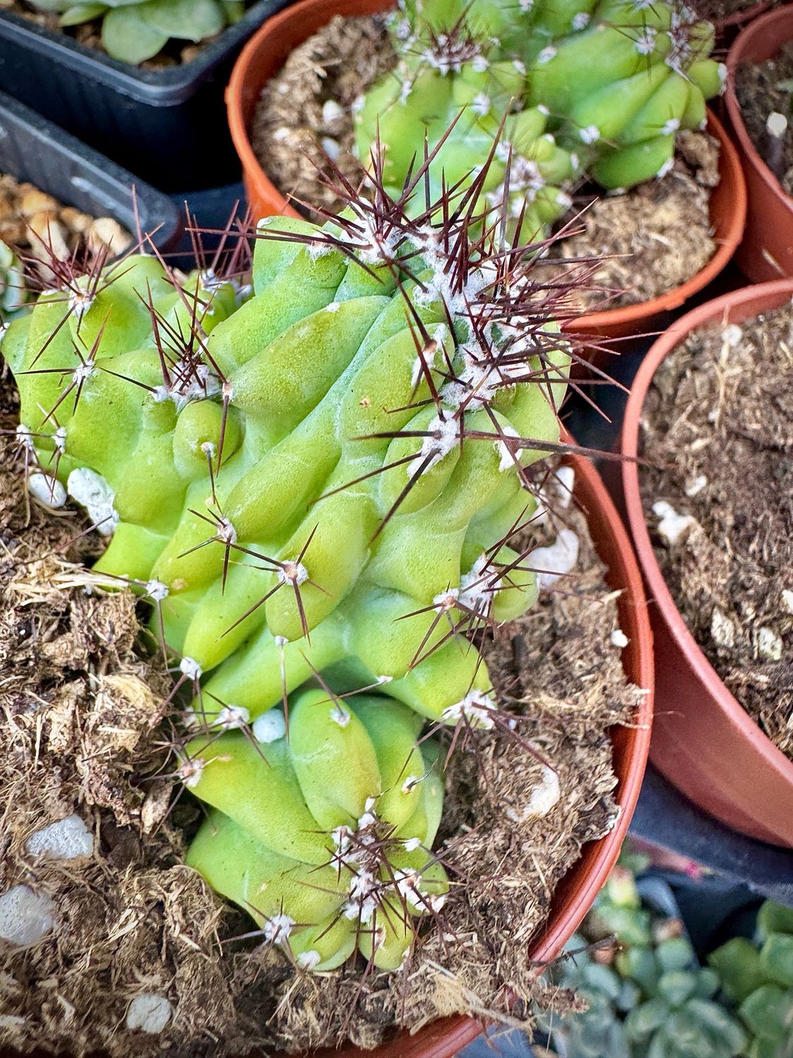 Cereus perivianus monstruosa crestada