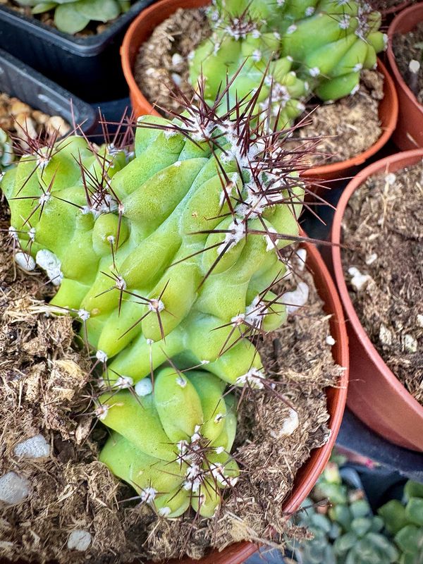 Cereus perivianus monstruosa crestada
