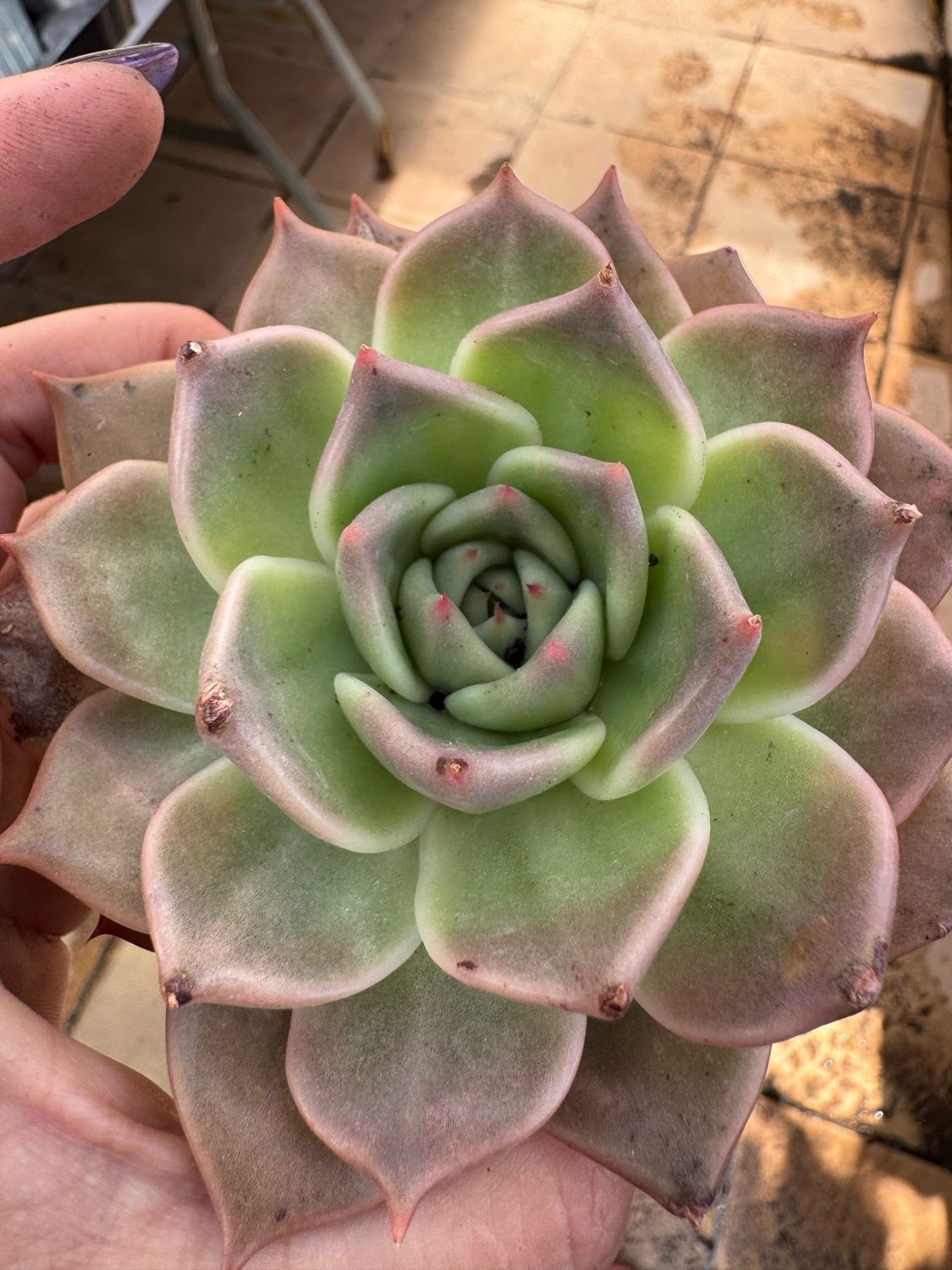 Echeveria Penélope