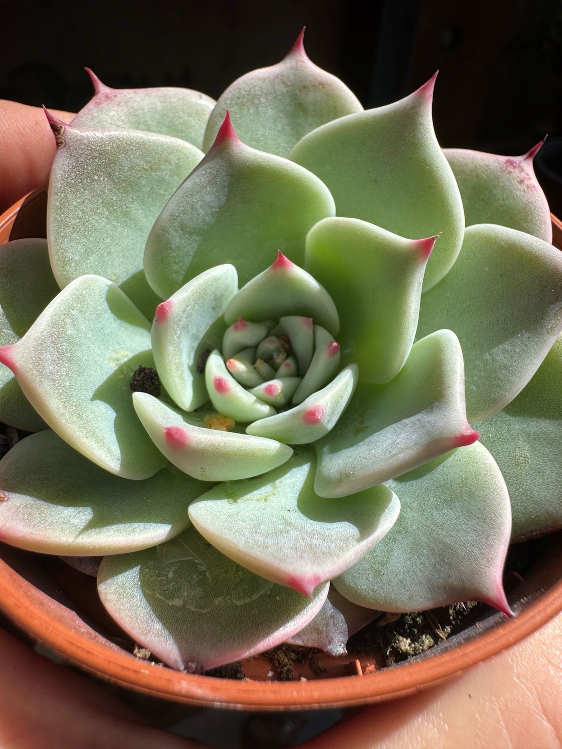 Echeveria Yecora