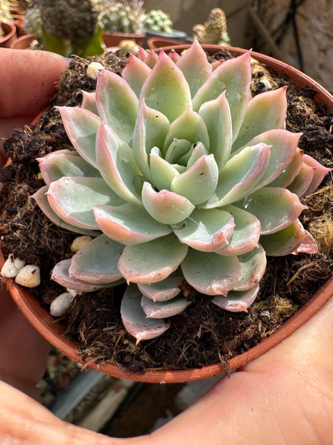 Echeveria Violet Queen