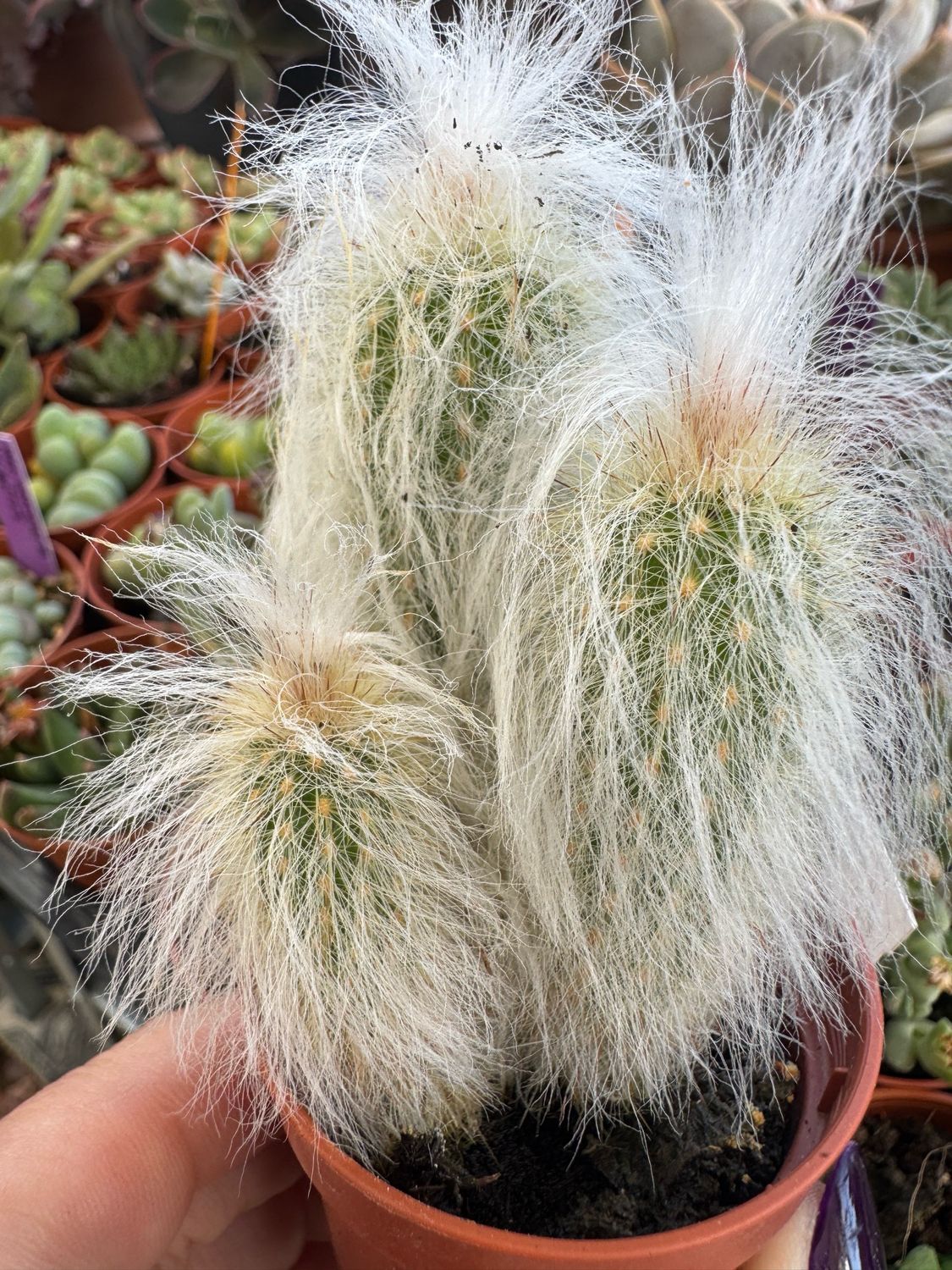 Cephalocereus senilis