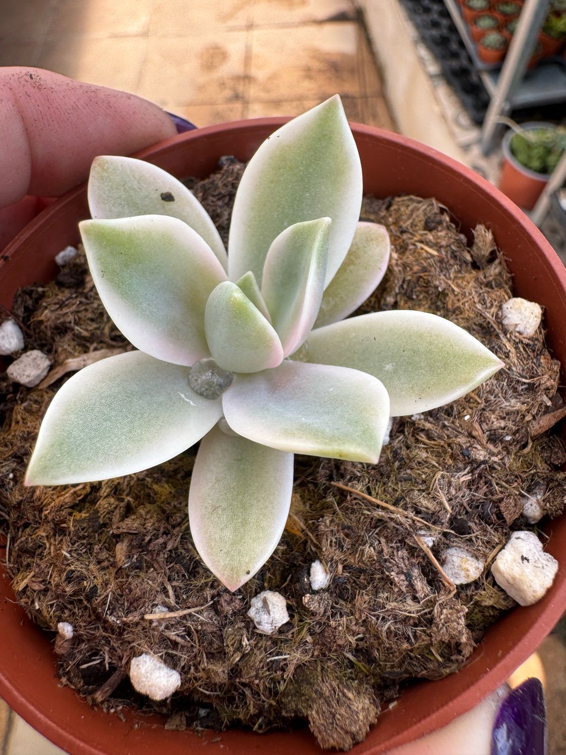 Graptoveria Fred Ives variegada