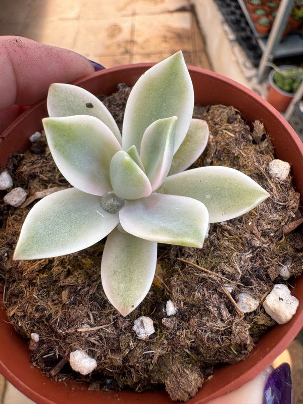 Graptoveria Fred Ives variegada