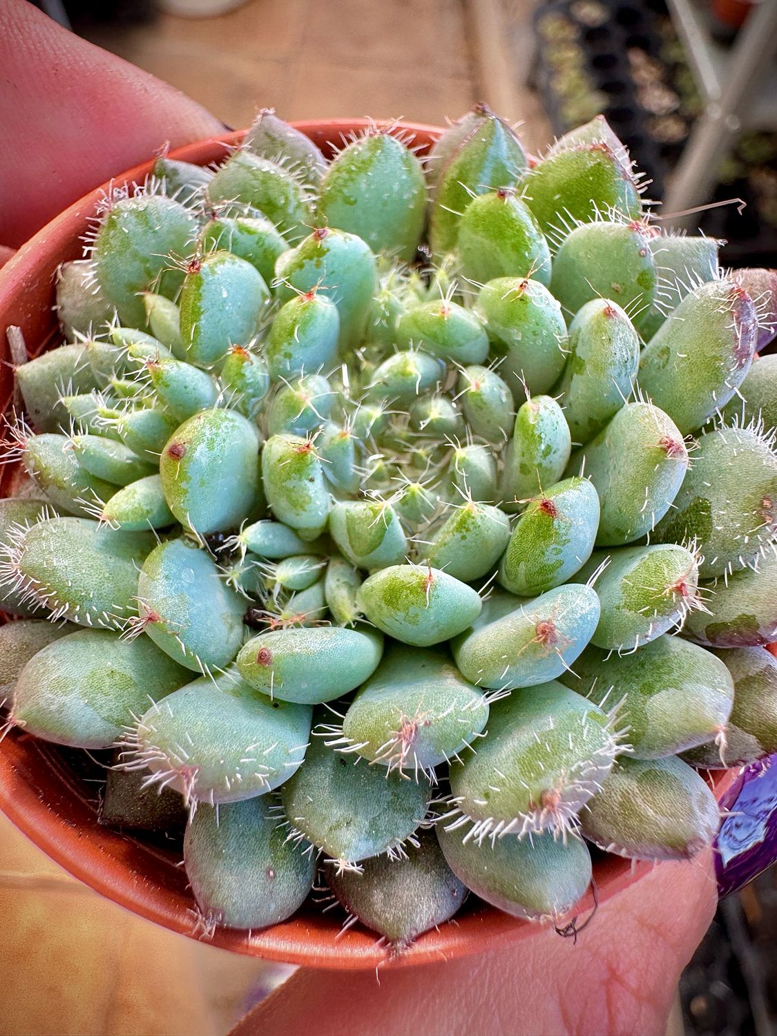 Echeveria Setosa