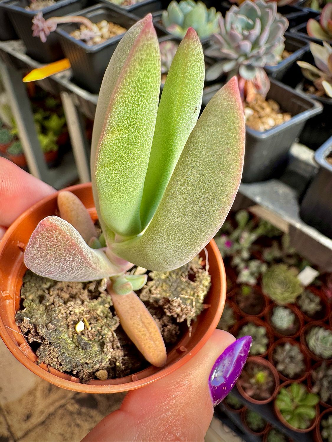 Cheiridopsis excavata