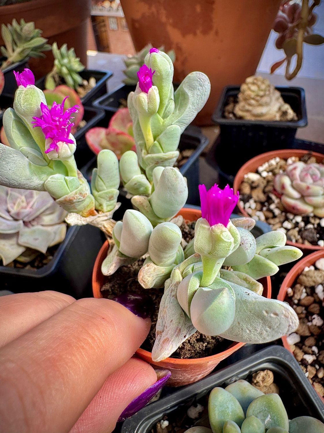 Cheiridopsis denticulata