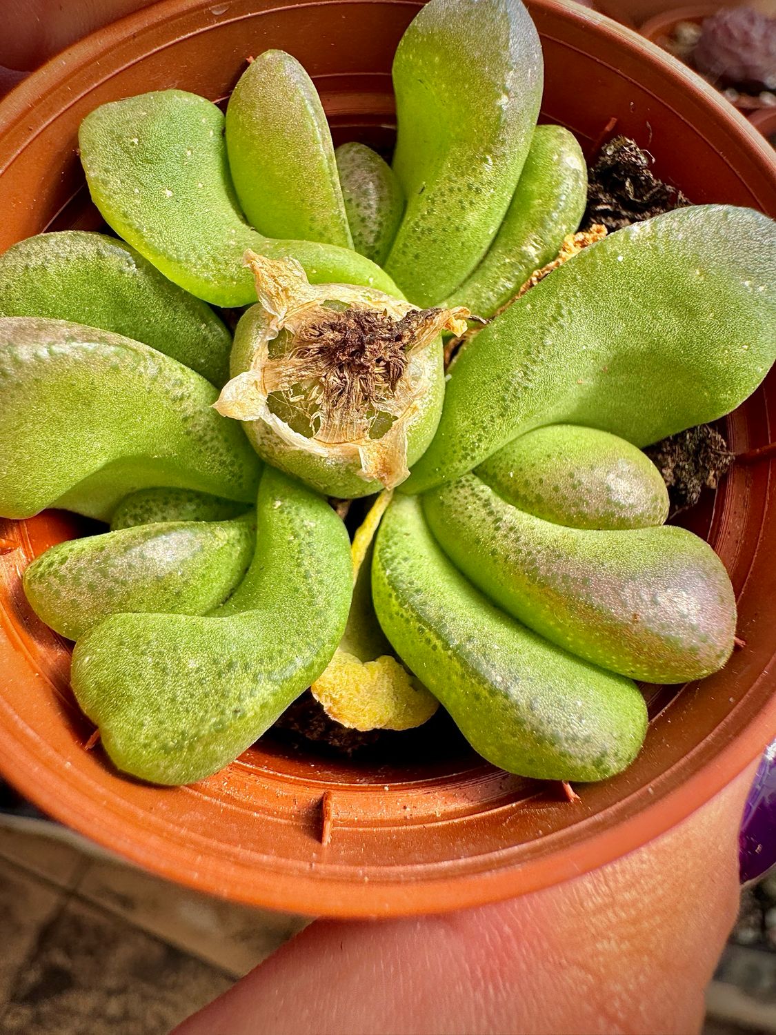 Glottiphyllum Pygmaeum