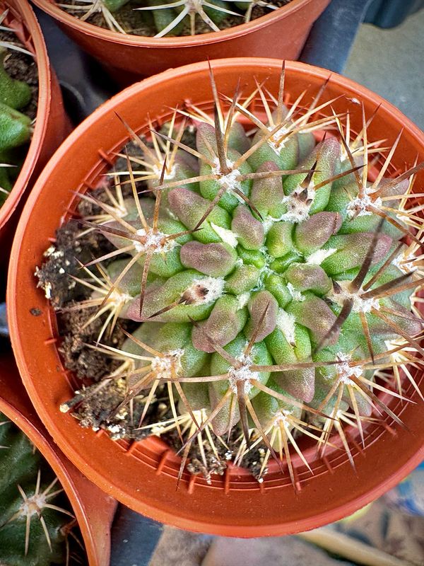 Eriosyce curvispina ssp. tuberisulcata
