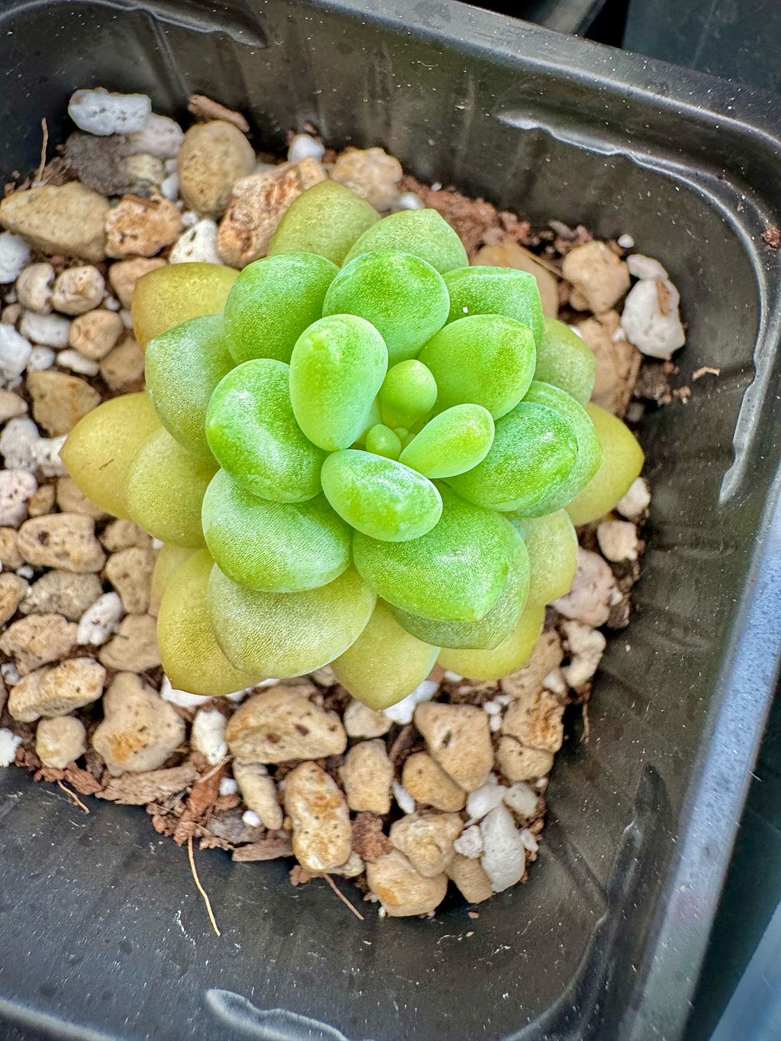Graptosedum Xyltitol