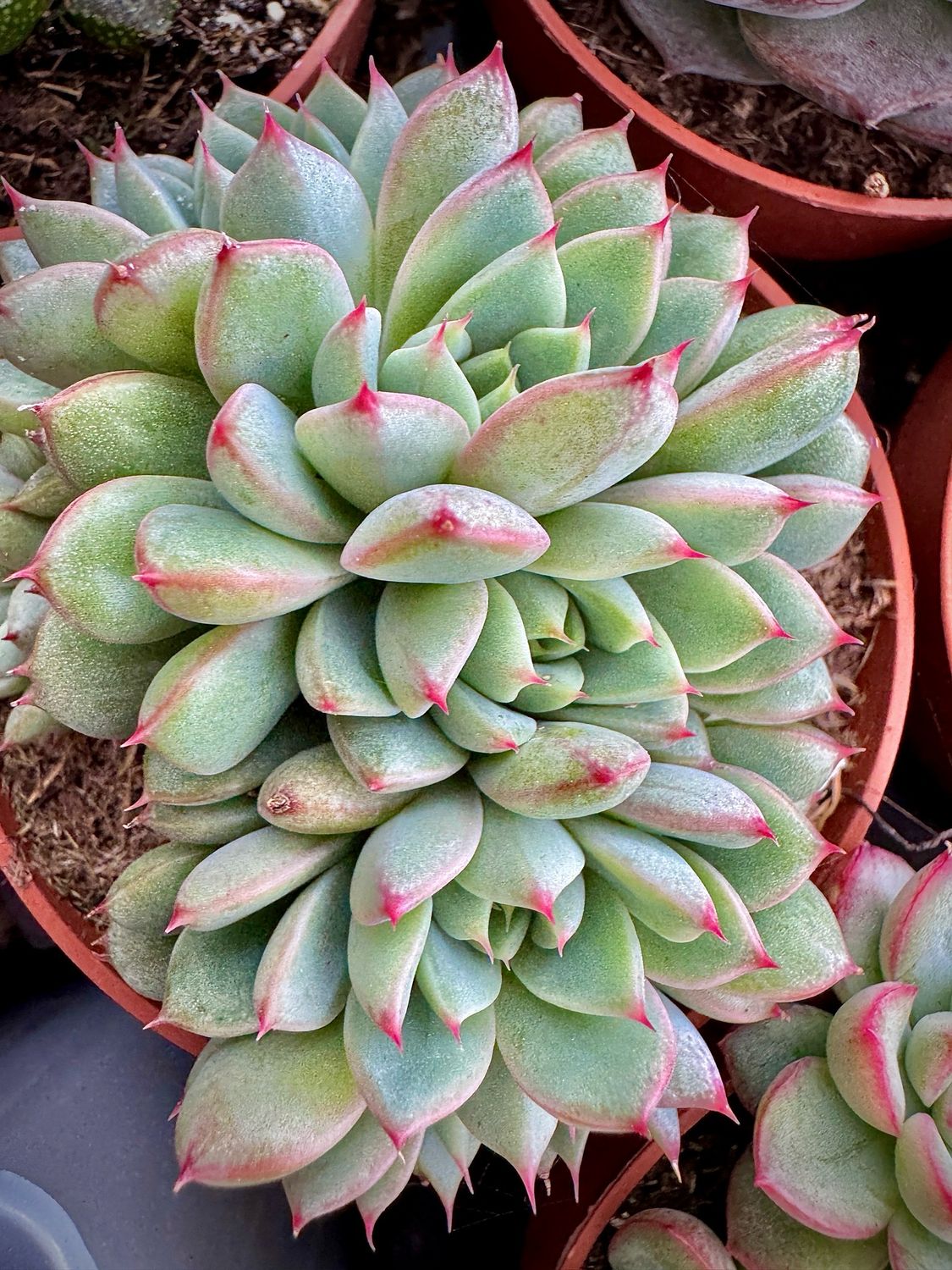Pachyveria Hanabijin