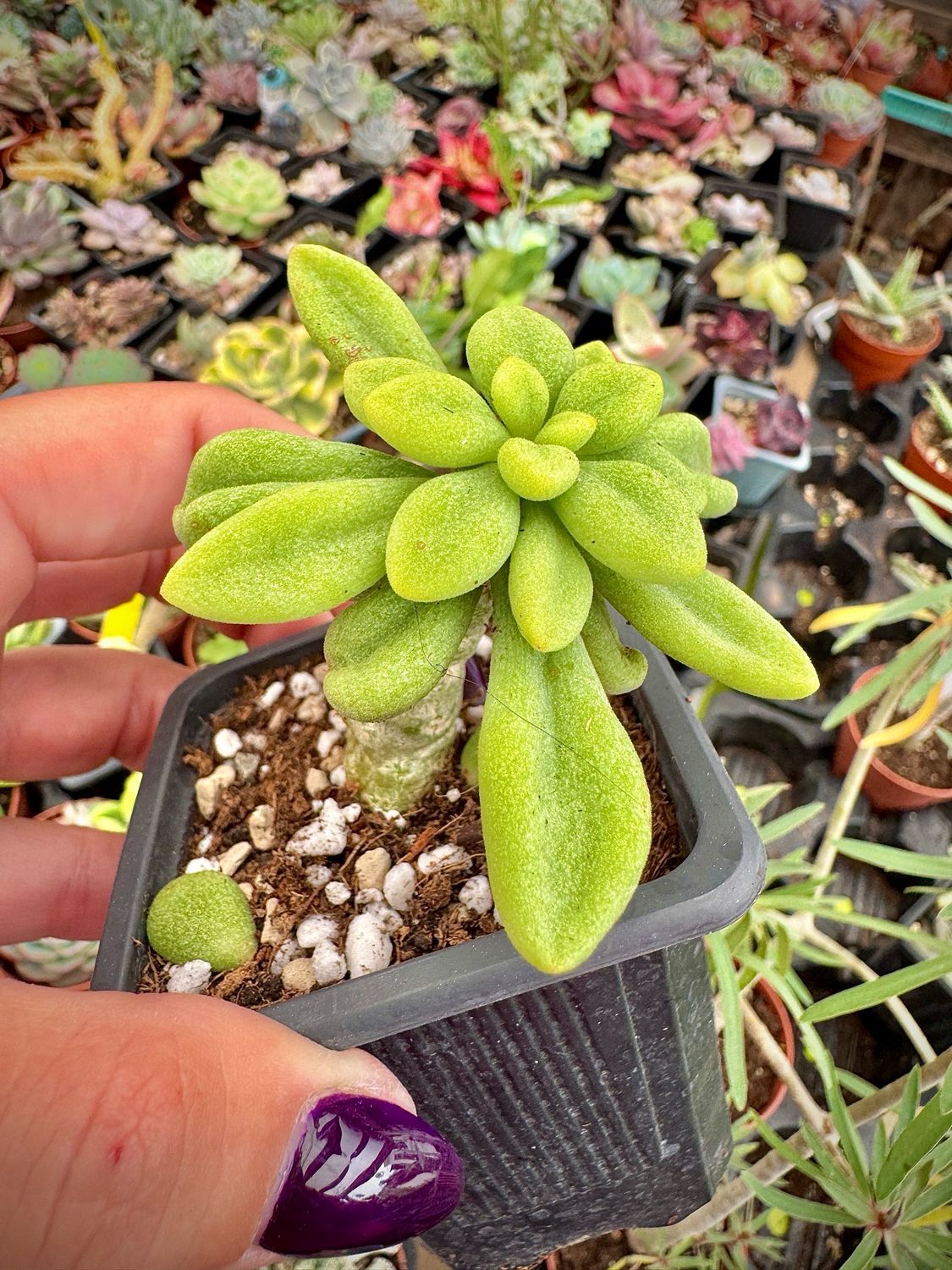 Tylecodon Decipiens