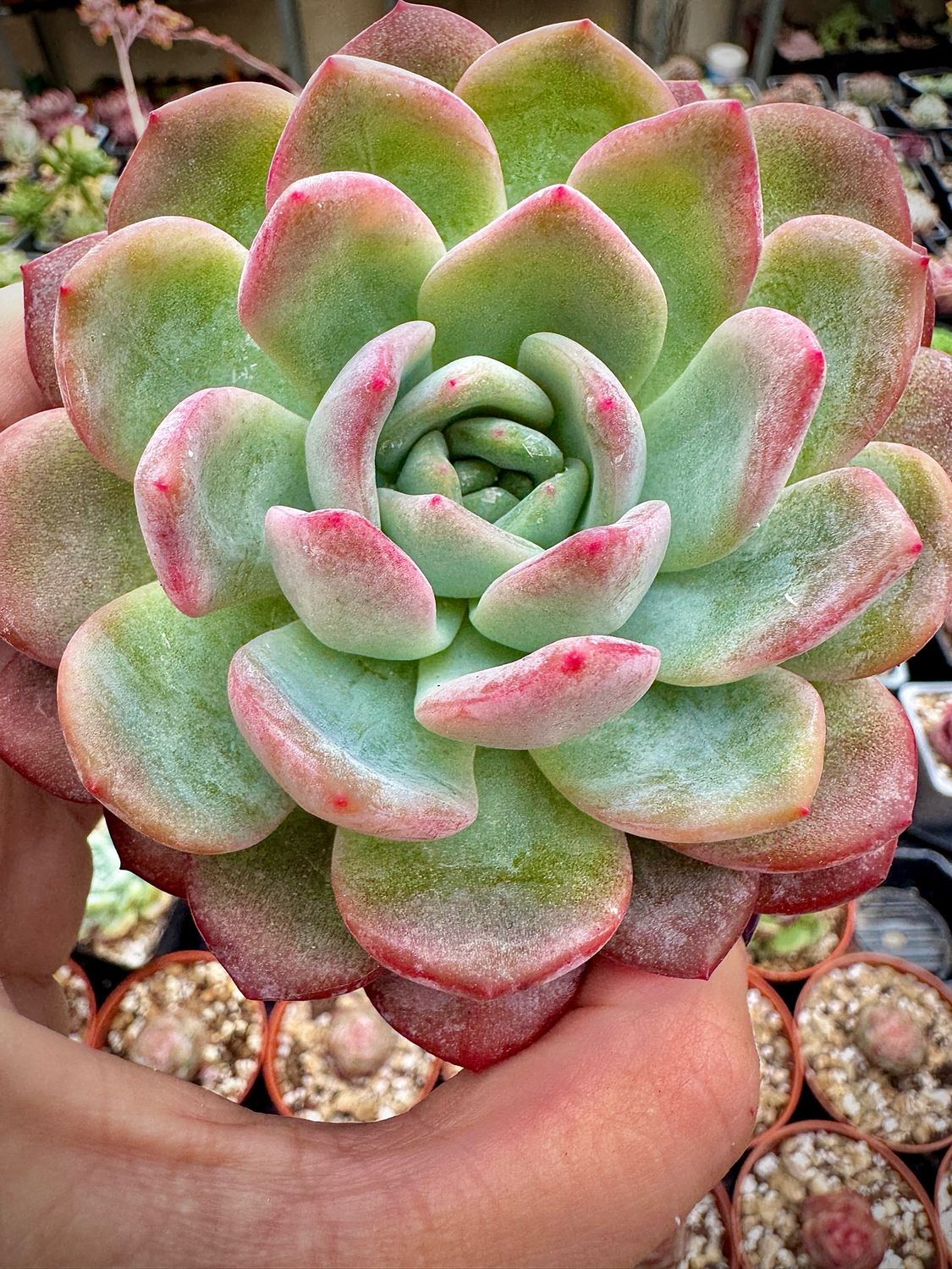 Echeveria Orange Monroe