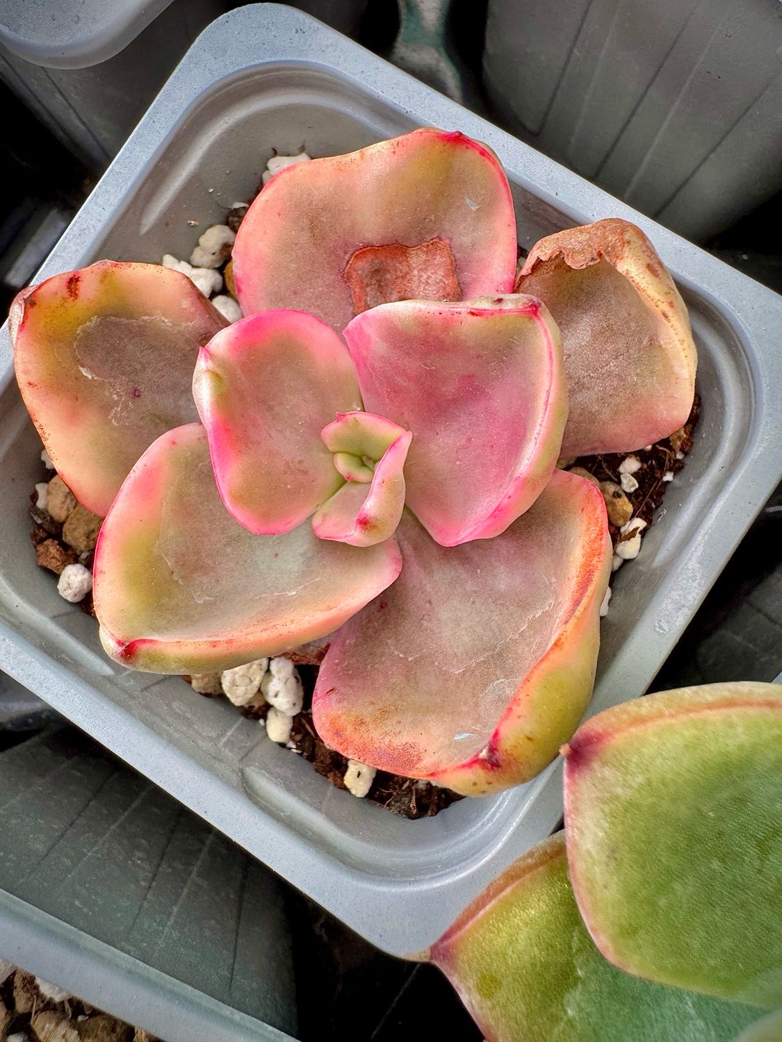 Echeveria Golden State Variegada