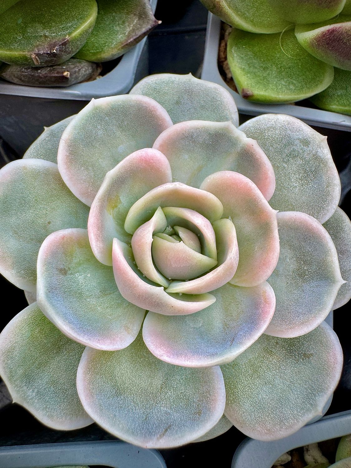 Echeveria Blue Surprise variegata