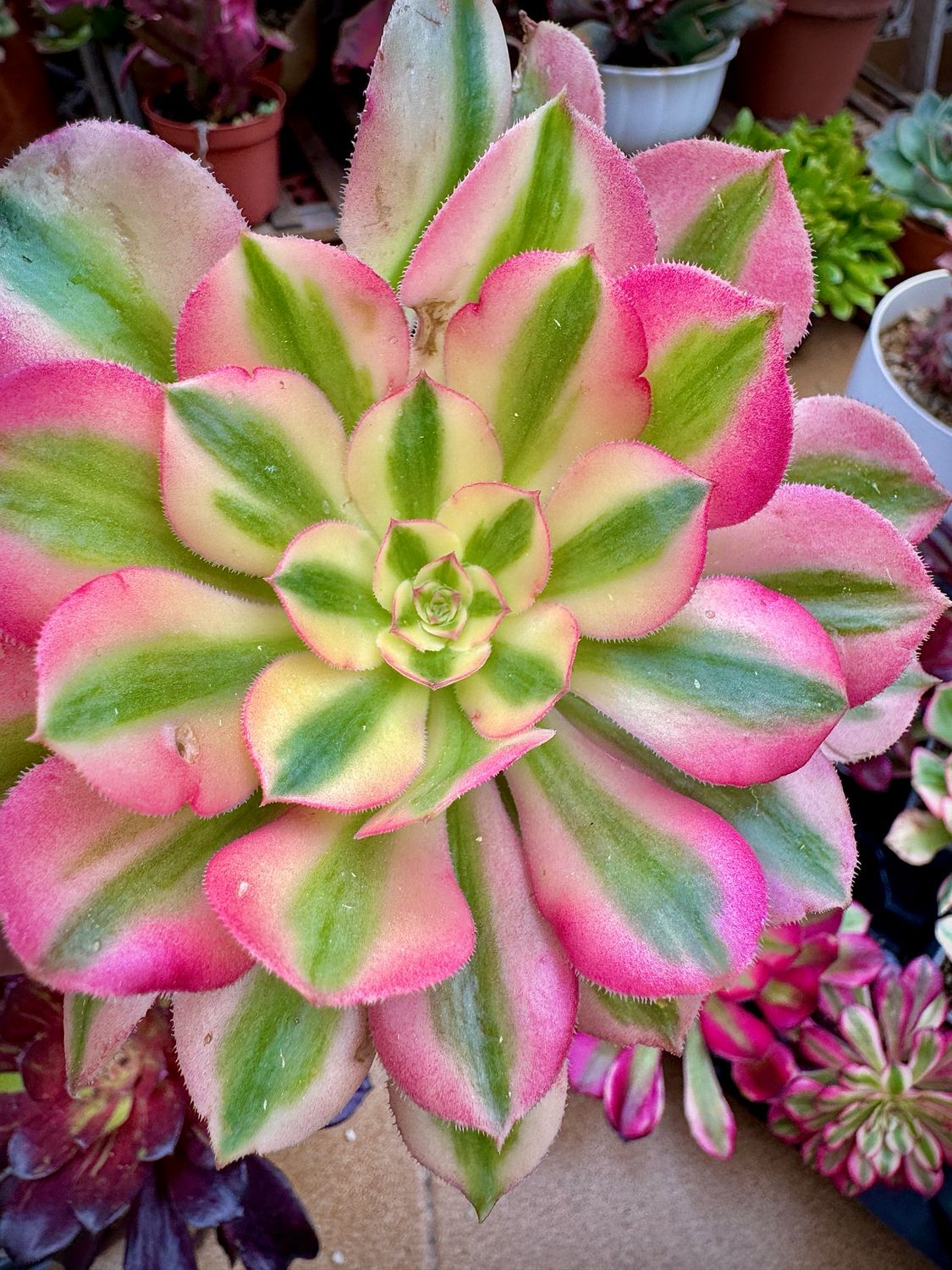 Aeonium Pink Witch