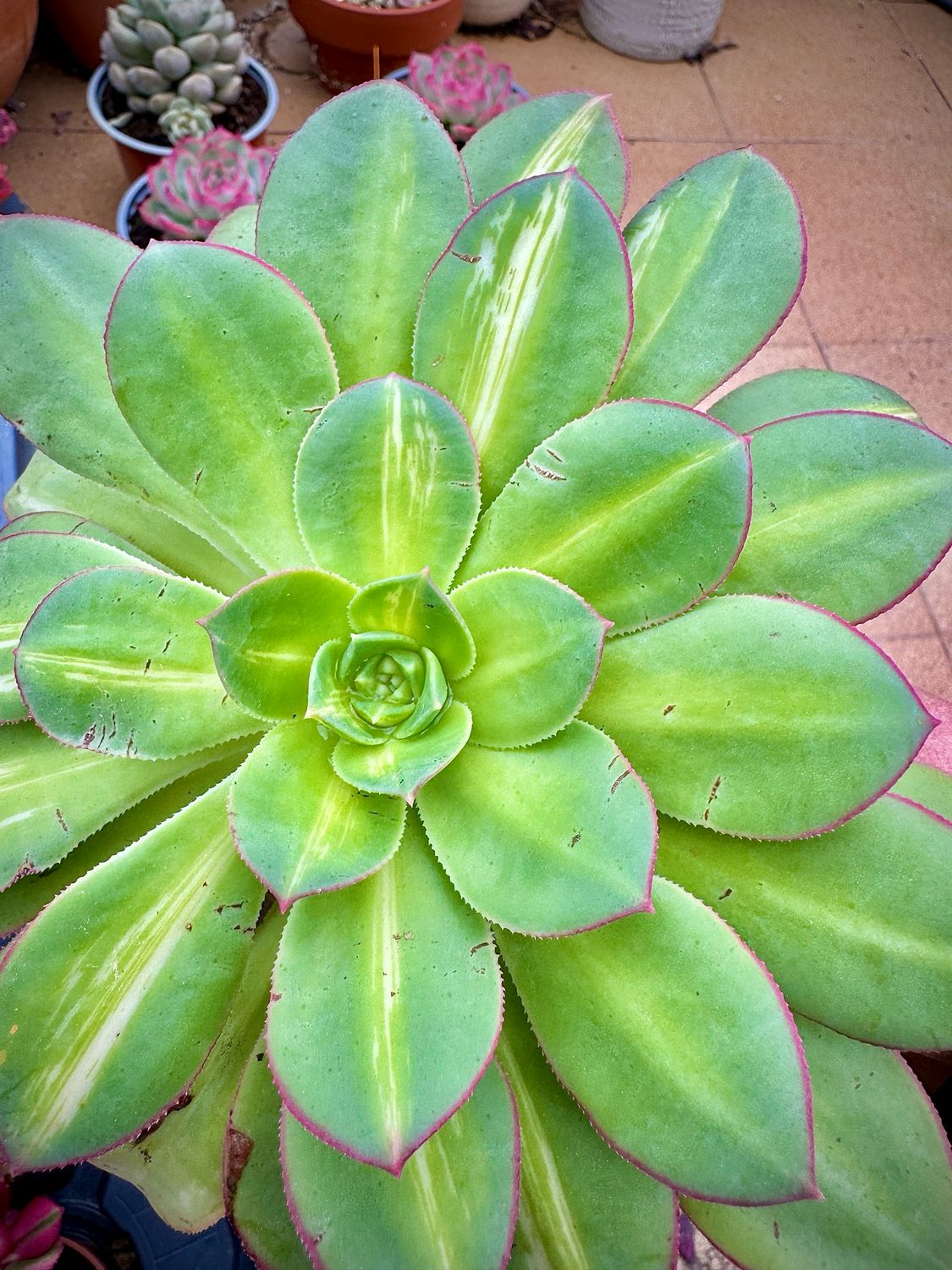 Aeonium Lemon Lime