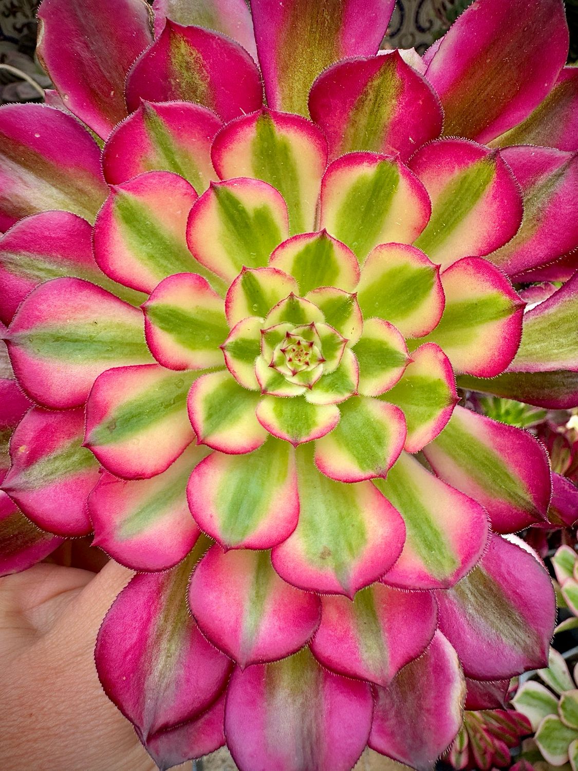 Aeonium Medusa