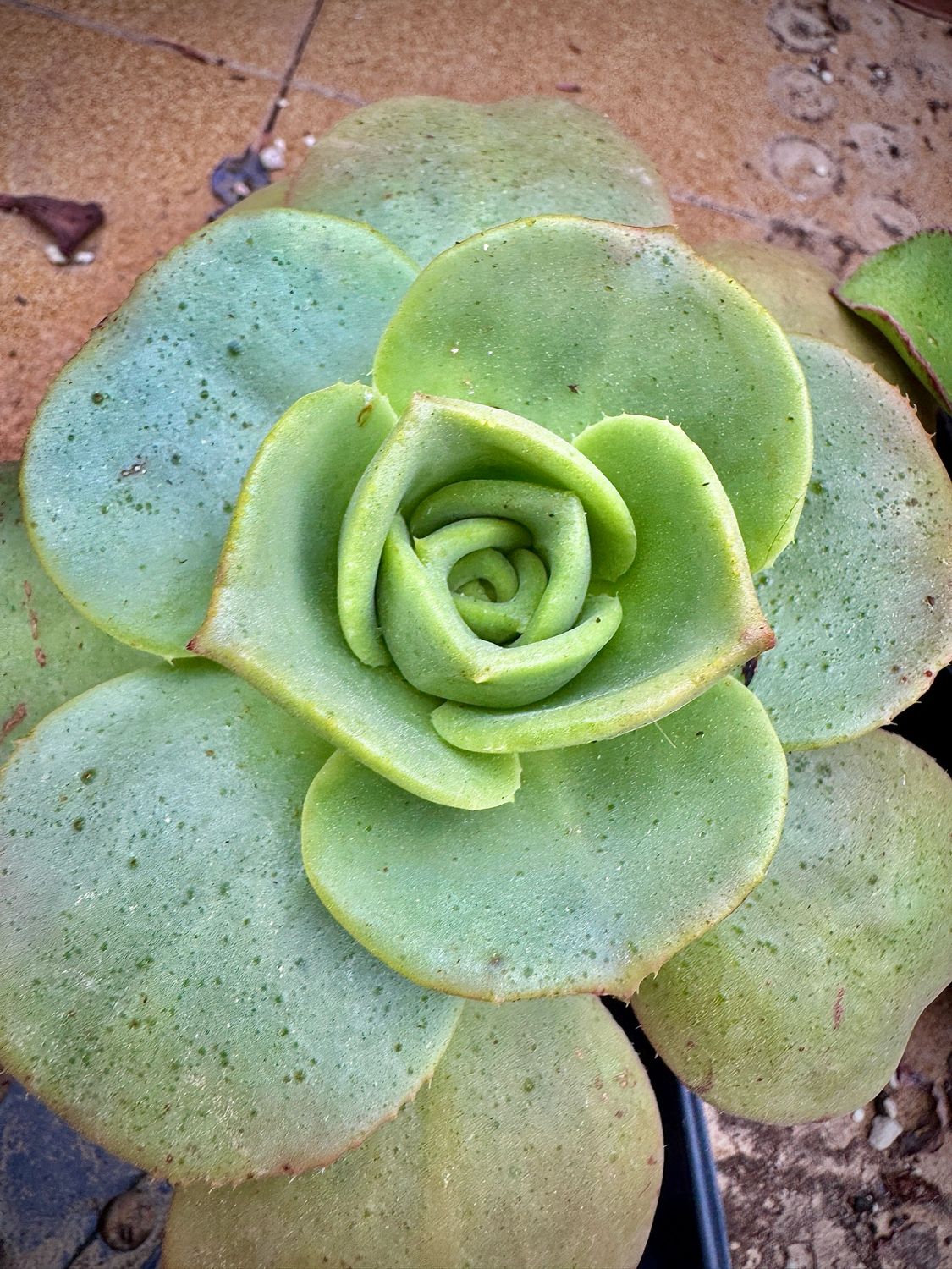 Aeonium Nobile