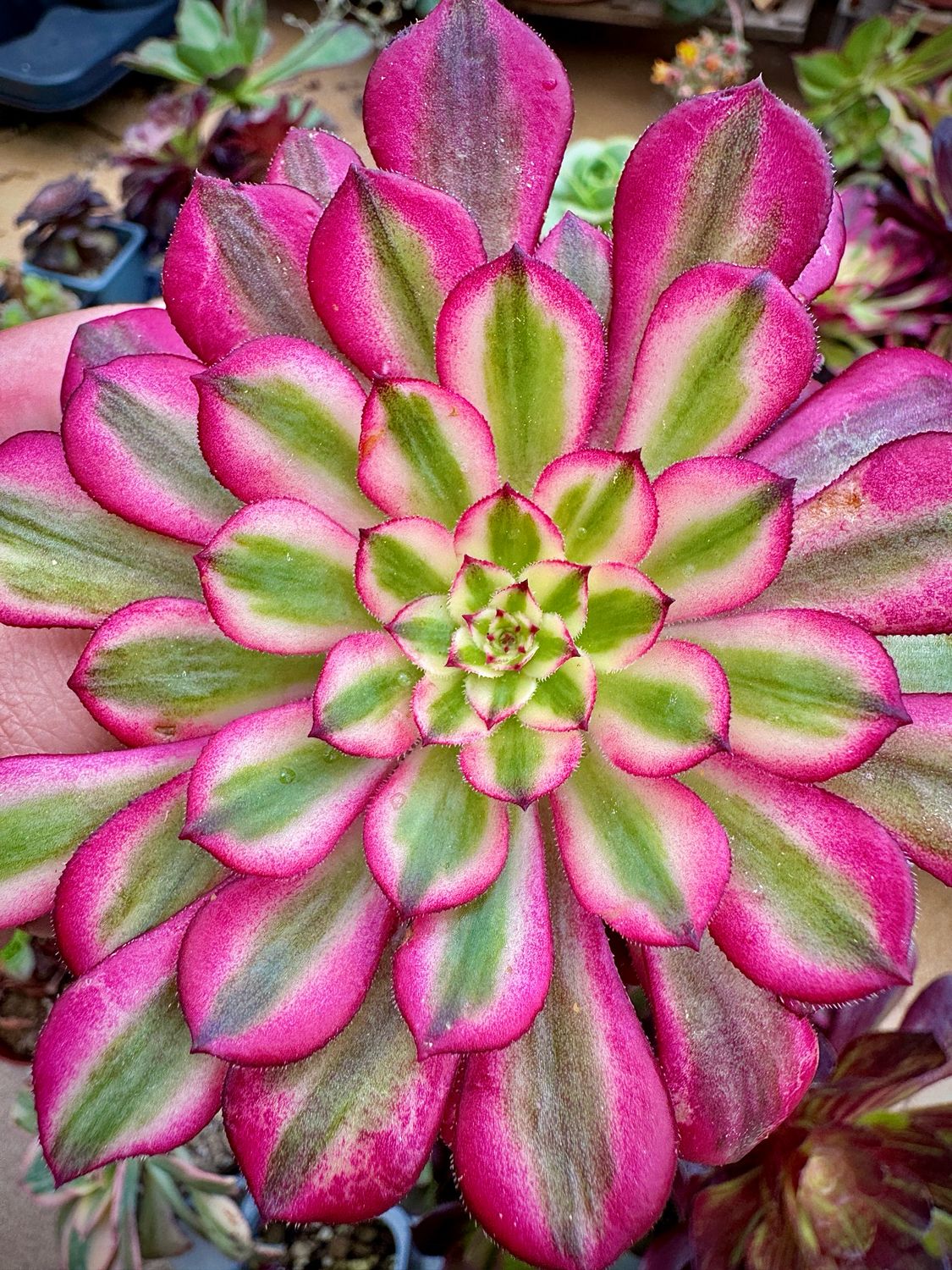 Aeonium Chanel