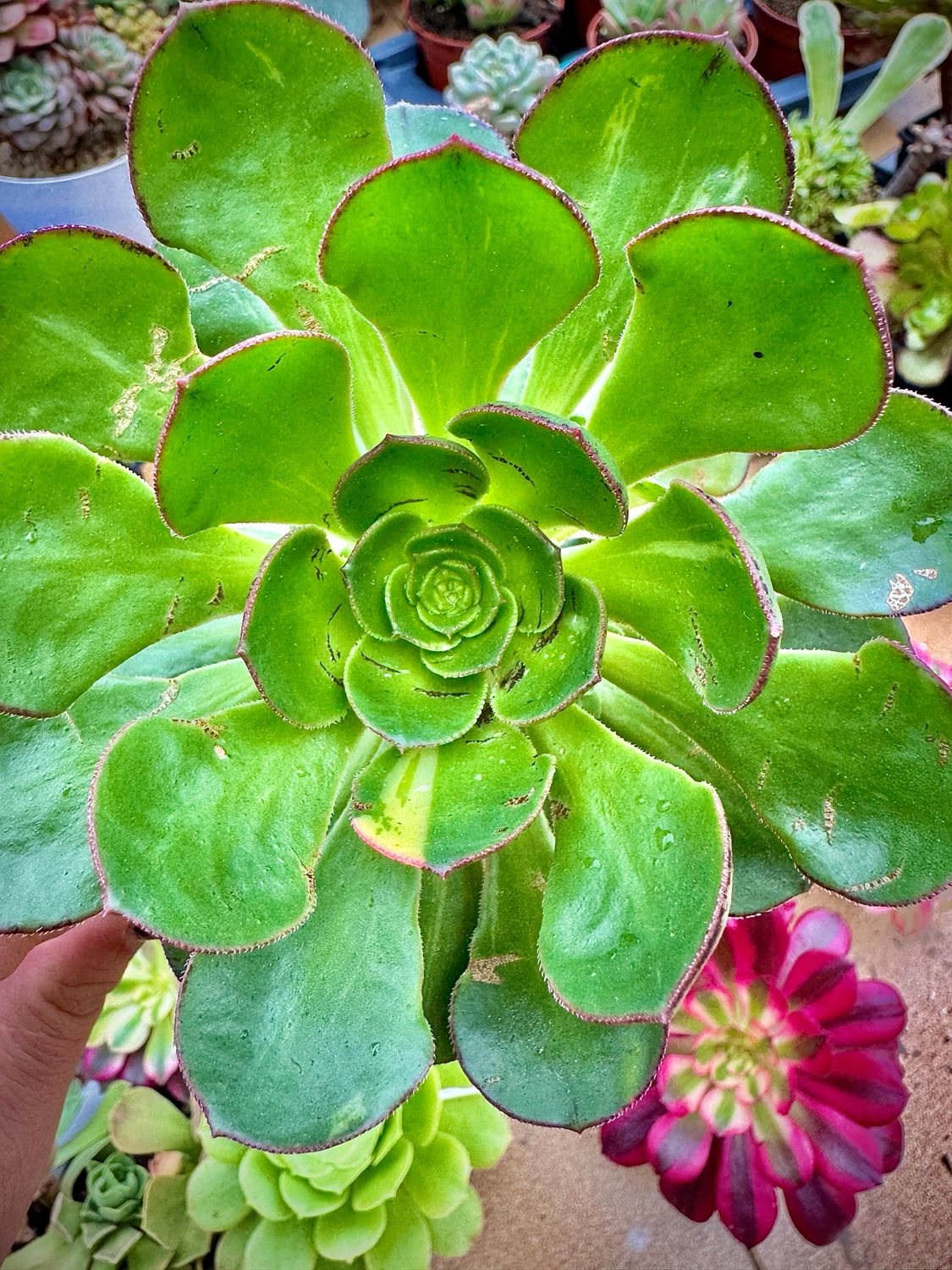 Aeonium Butterfly variegado
