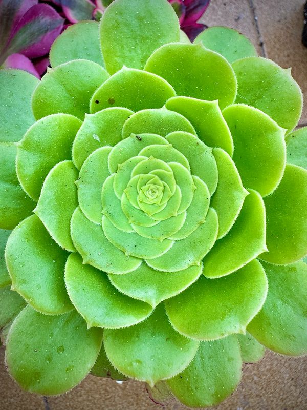 Aeonium