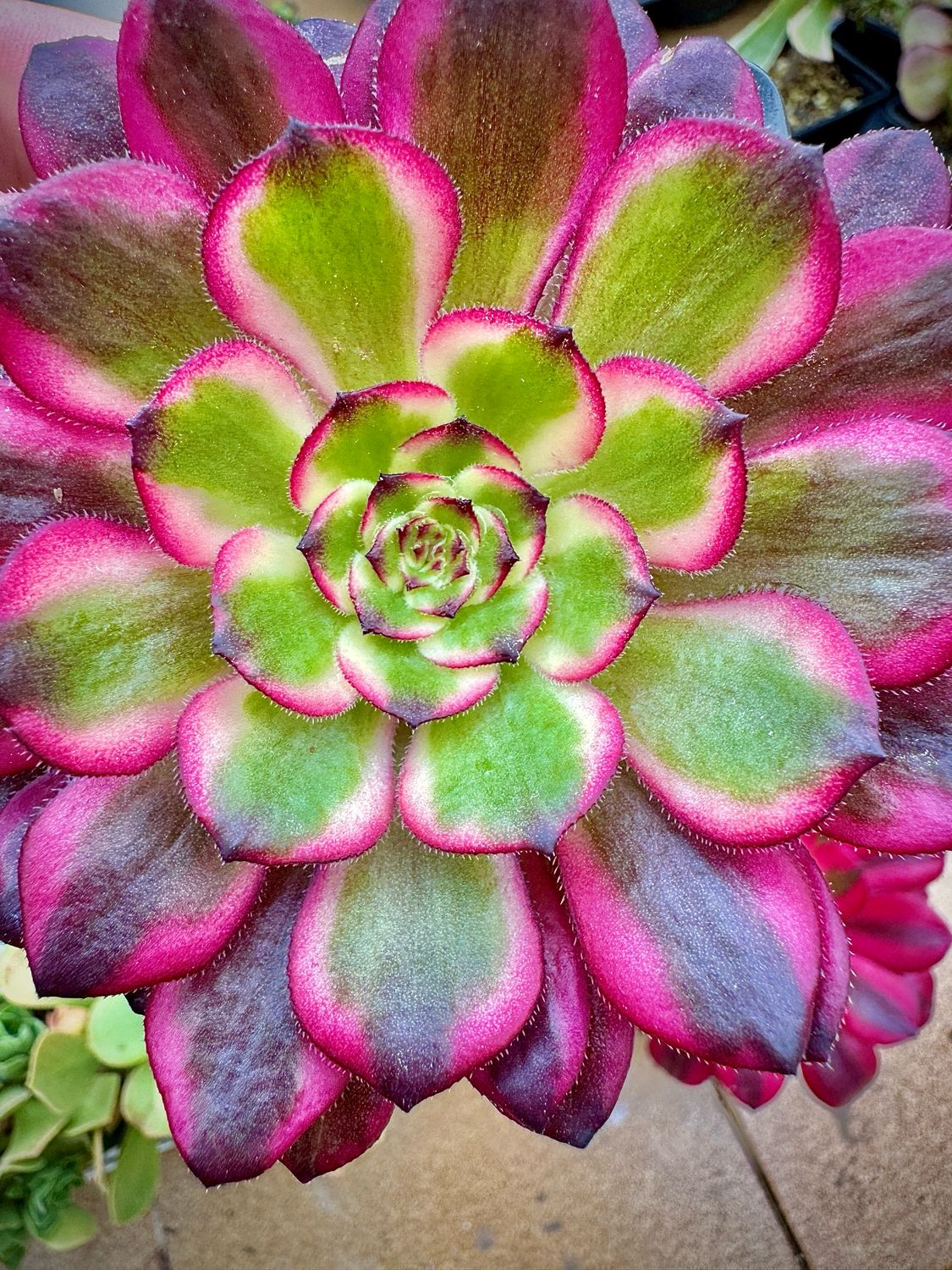 Aeonium Black King Kong variegado