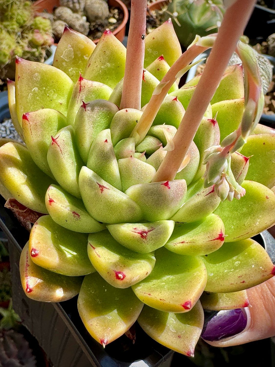 Echeveria Peach Queen