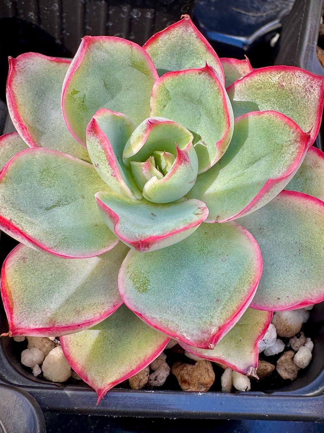 Echeveria Hera