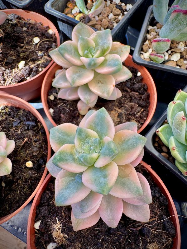 Graptoveria Víctor Kane Variegada