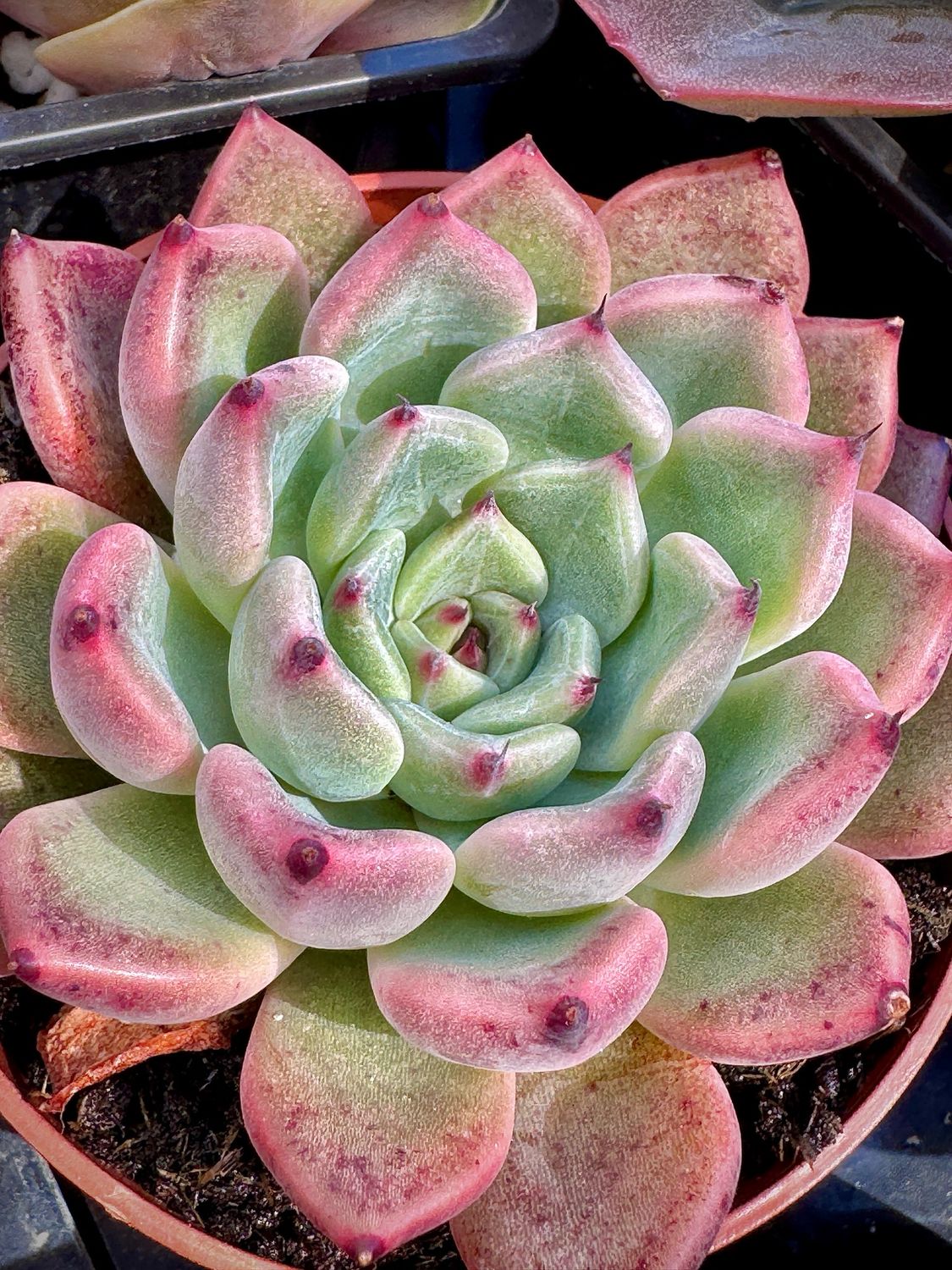 Echeveria Hibrida de Agavoides Evoni