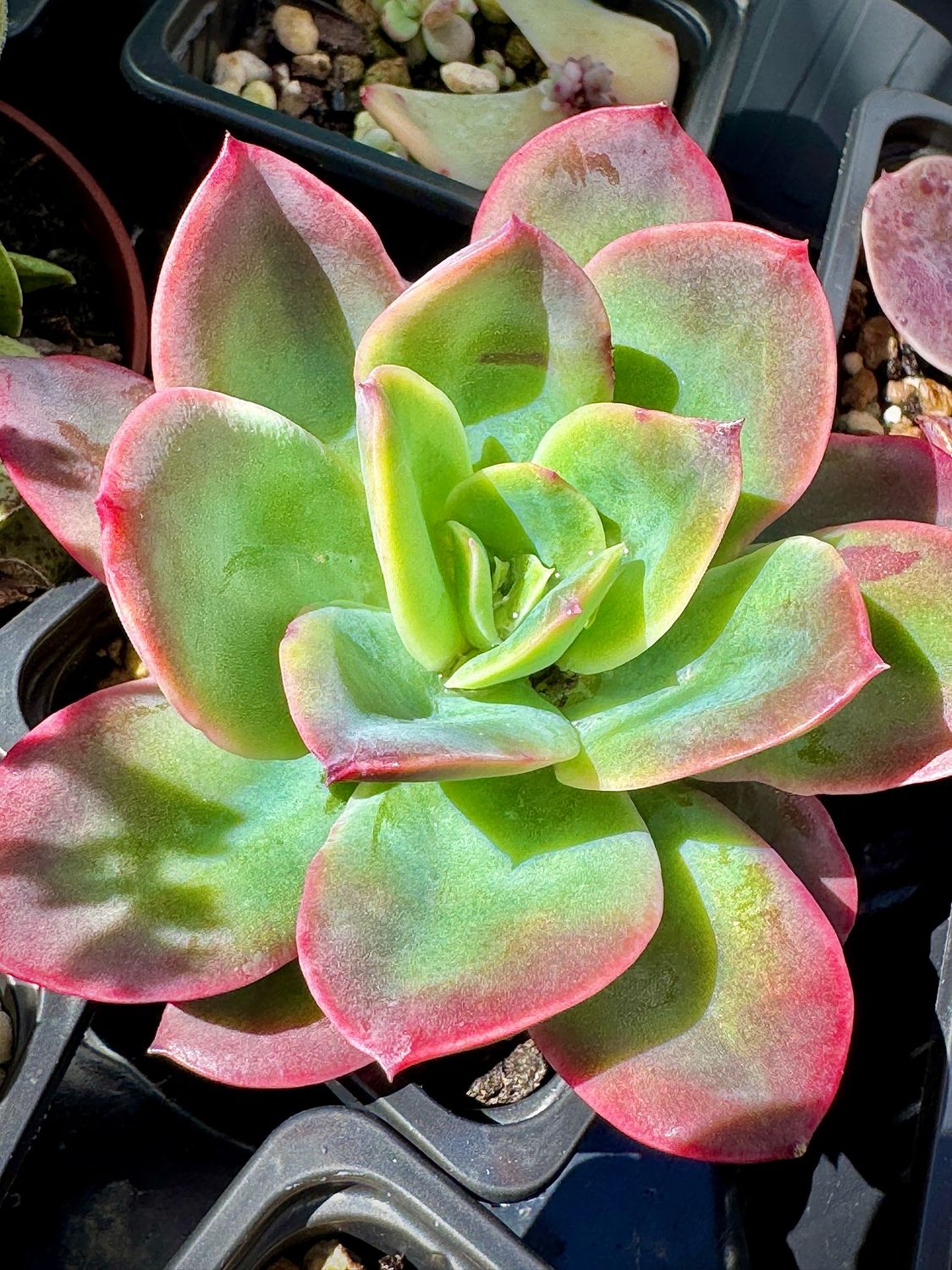 Echeveria Luella