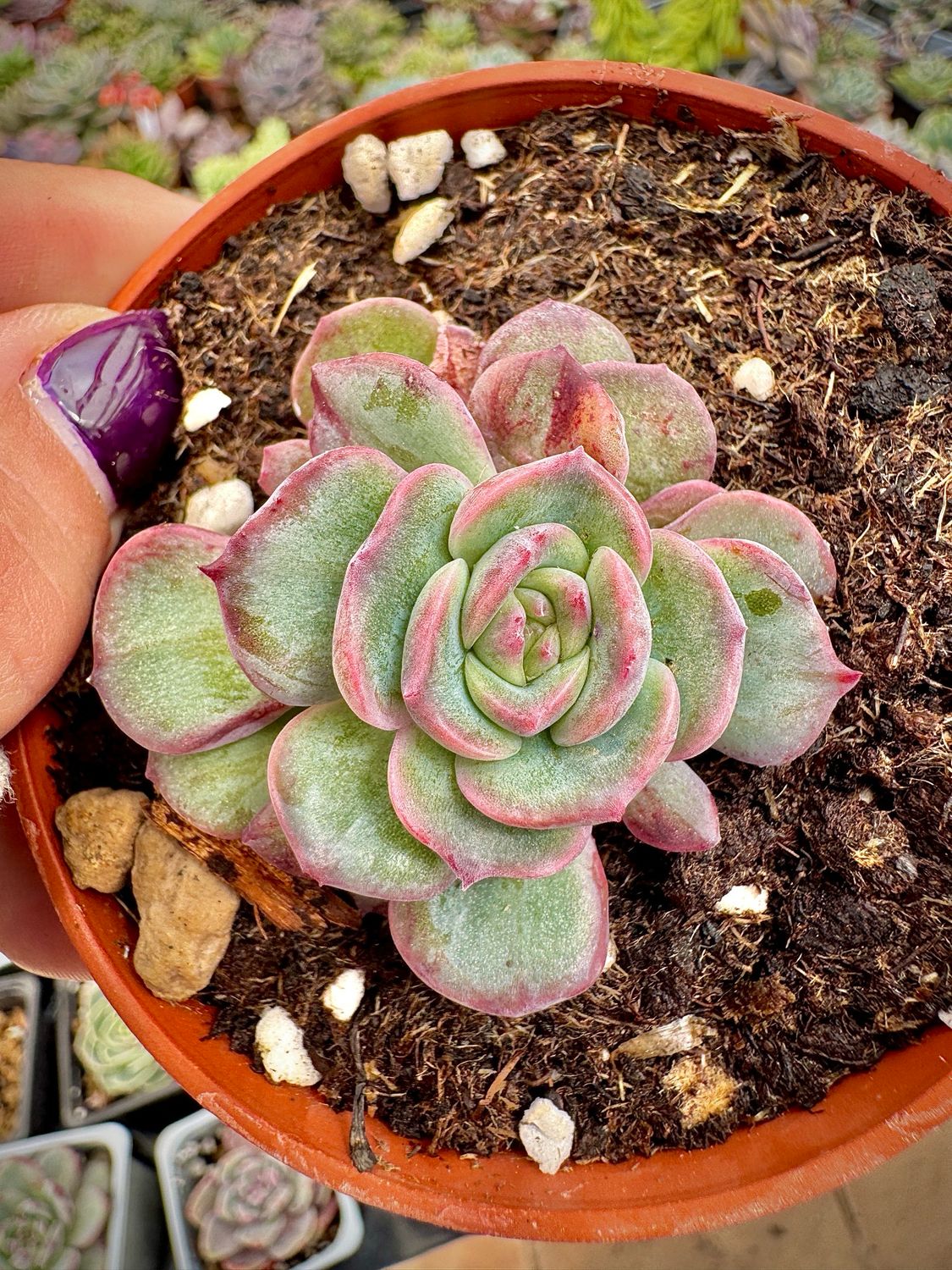 Echeveria Hallis