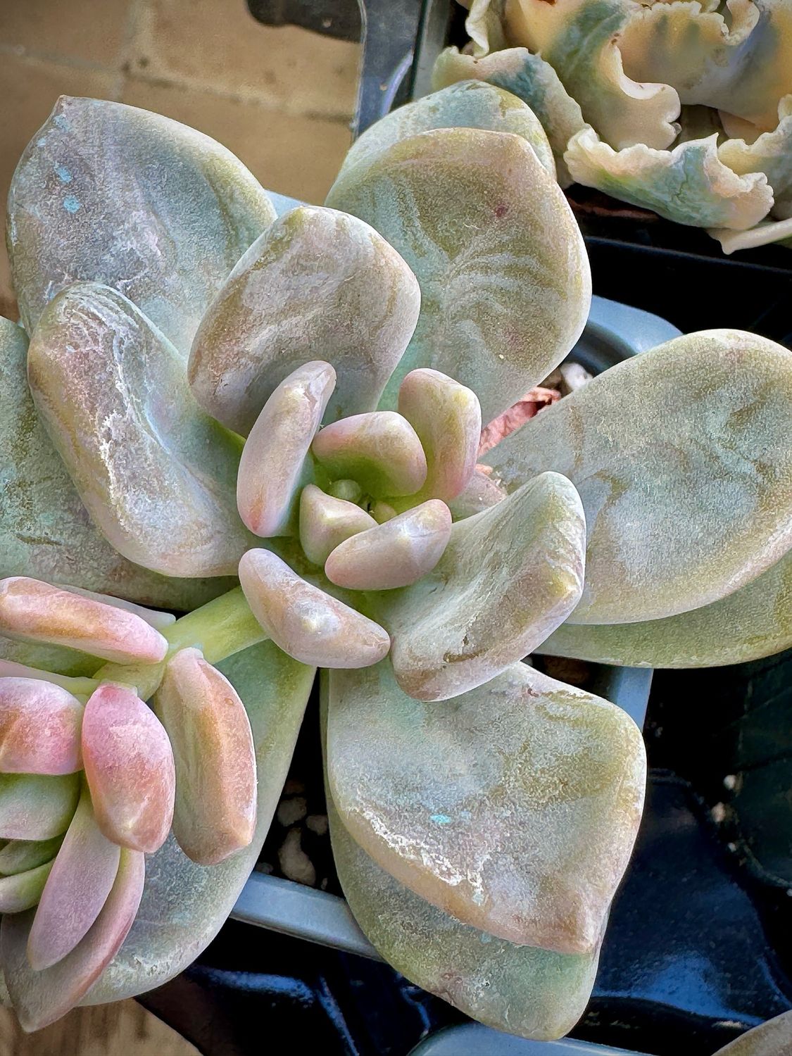 Graptophytum Supreme
