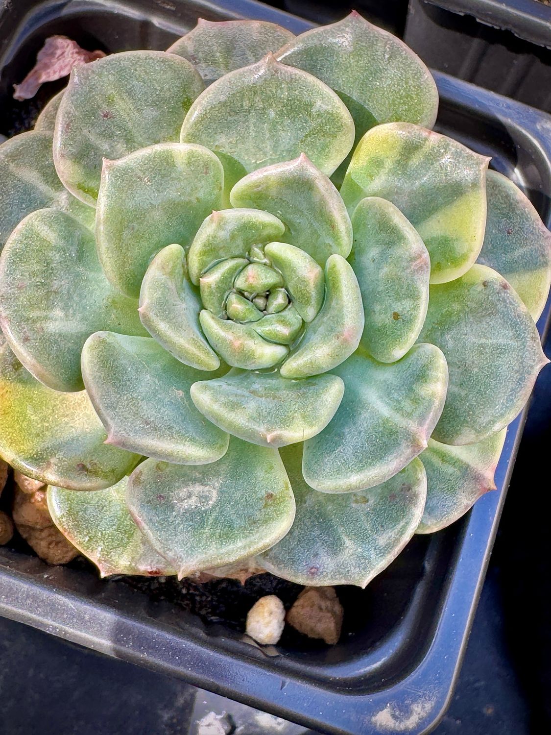 Echeveria Puppet Variegada