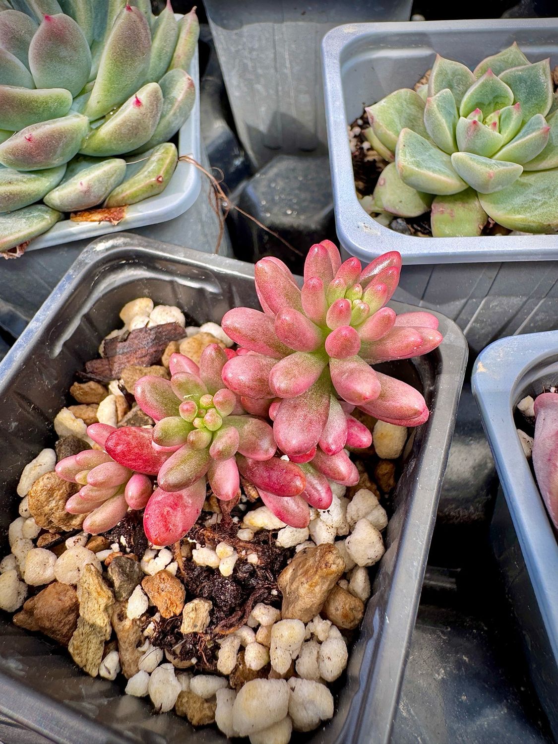 Sedum aurora