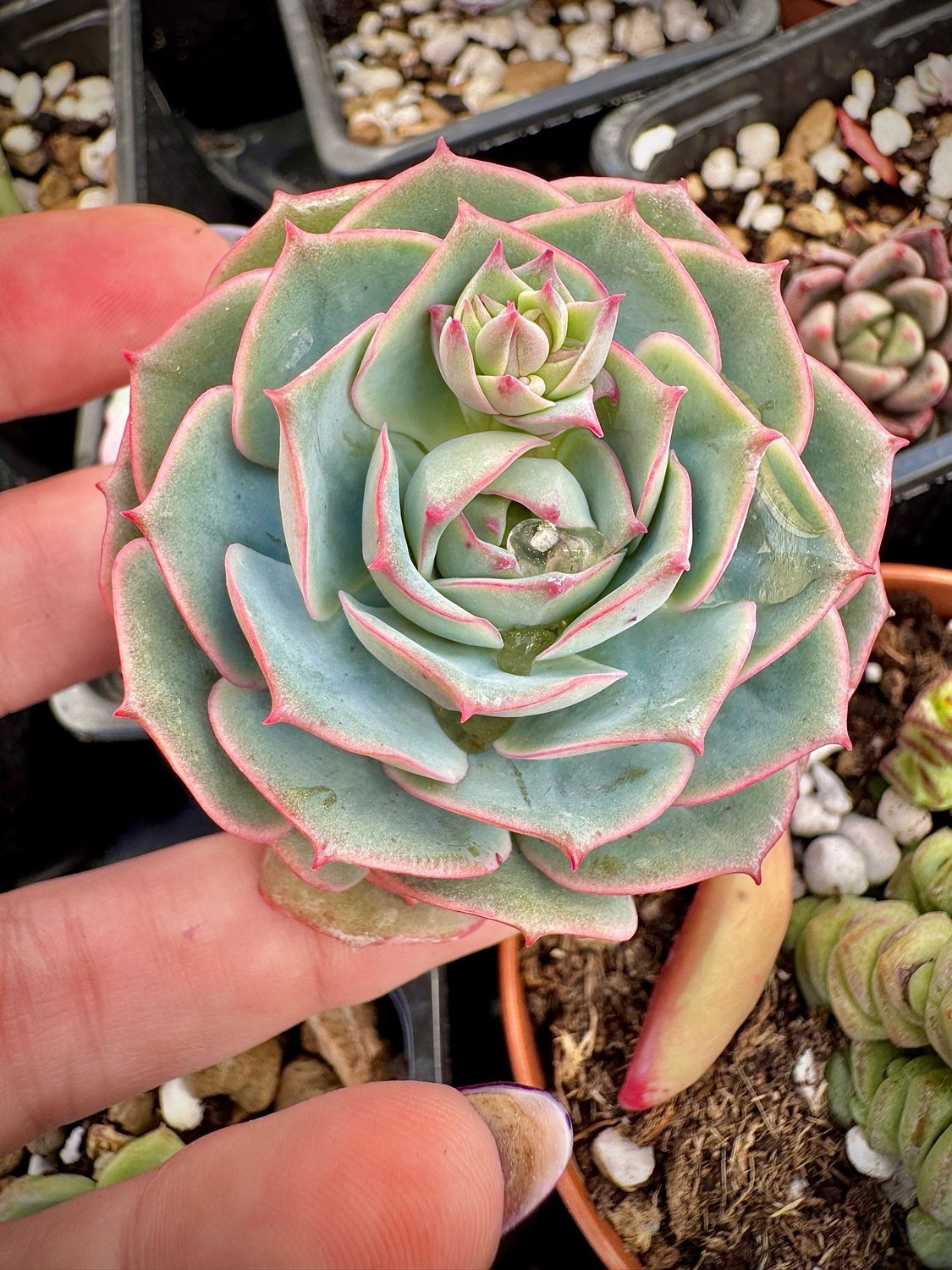 Echeveria Juliana