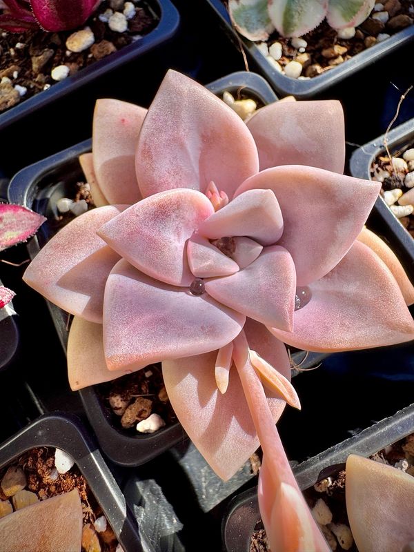 Graptopetalum Marquise de sévigné