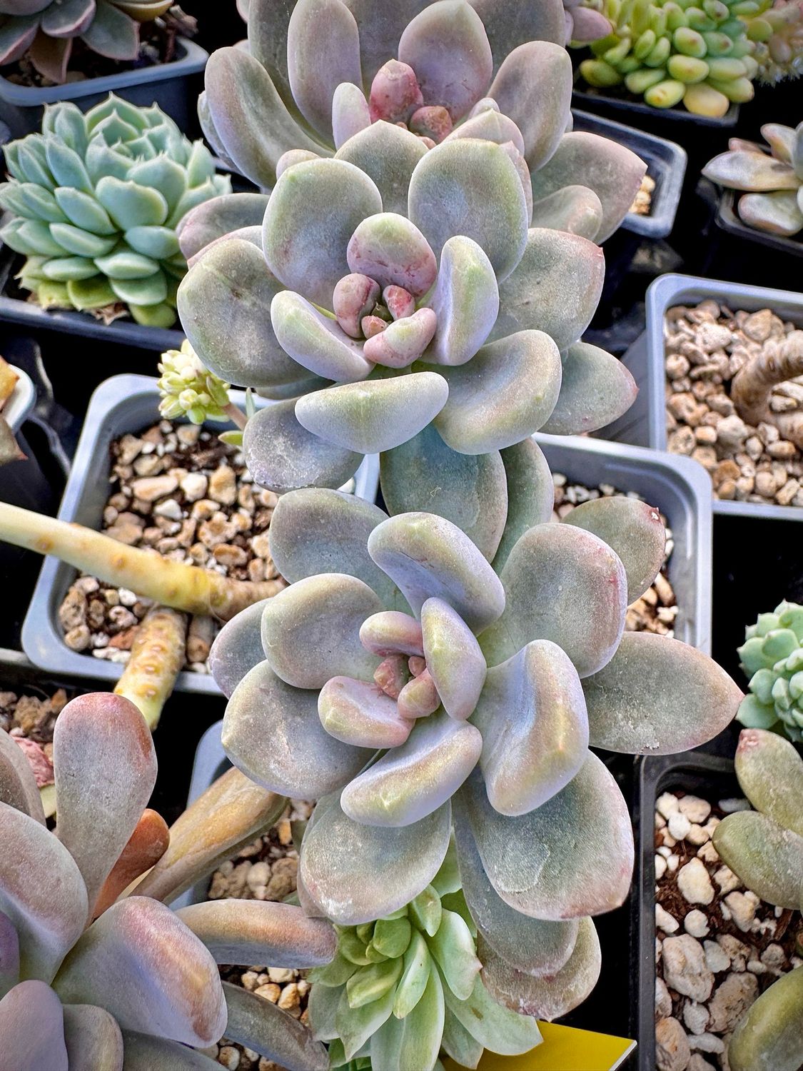Graptophytum Angel Fingers