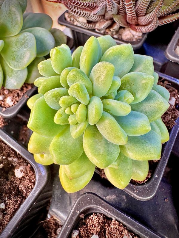 Sedum Clavatum Rt Clausen
