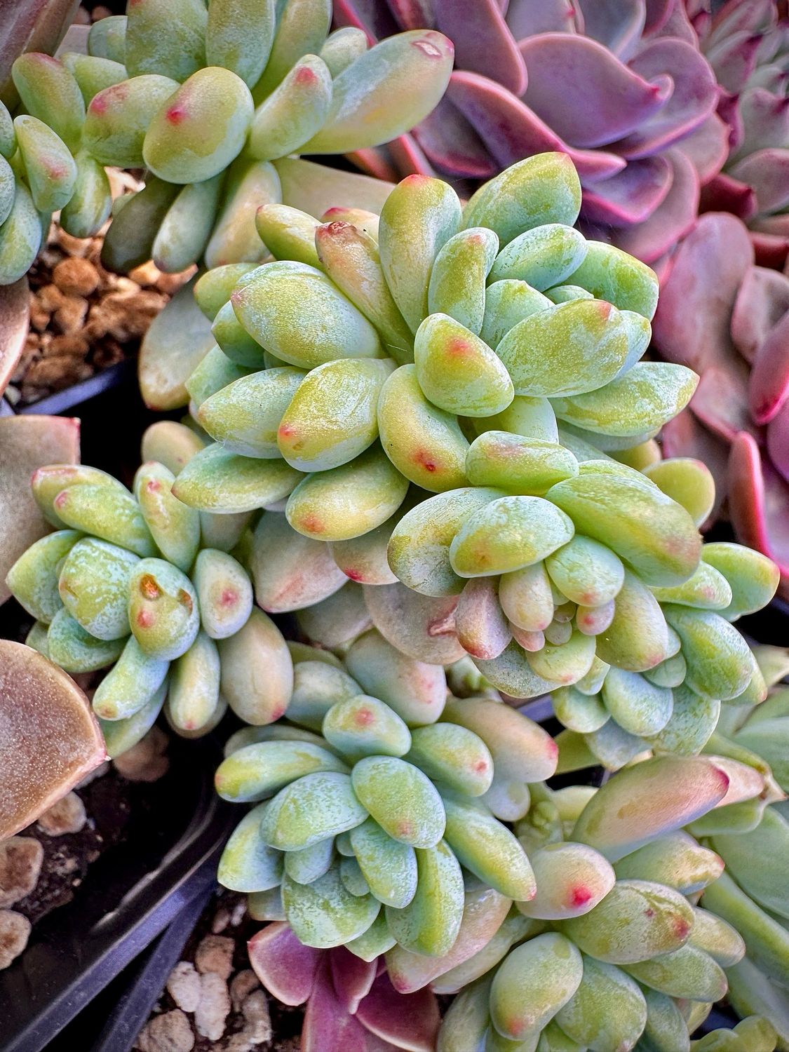 Sedum Clavatum