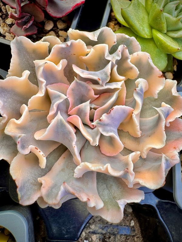 Echeveria Liberia Variegada