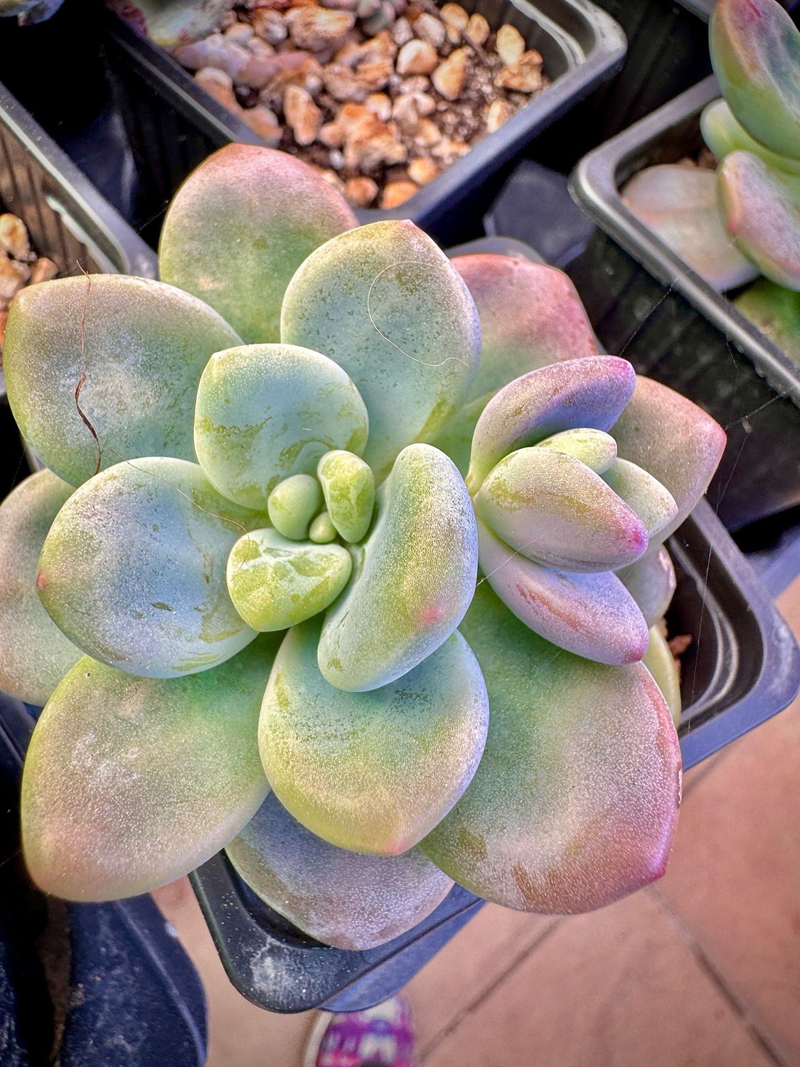 Graptosedum Miul