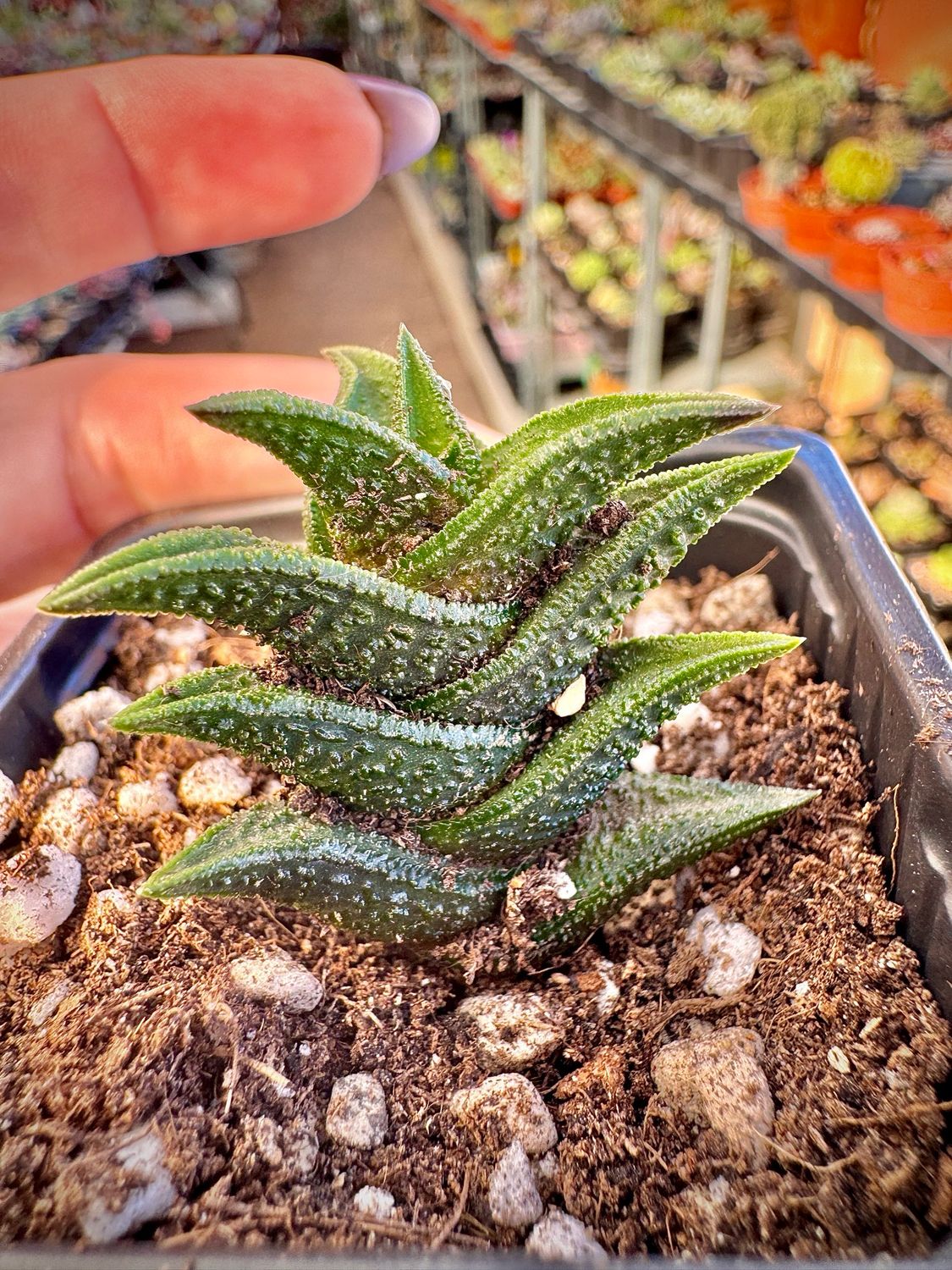 Haworthia Nigra