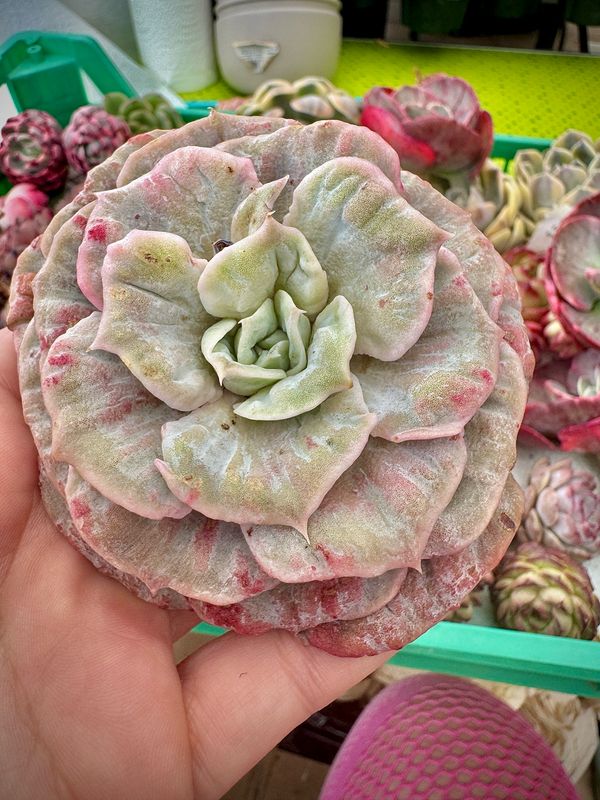 Echeveria Star Lotus Wart